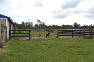 Pasture Board- you provide feed